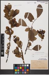 Foto von Salix caprea L. x Salix cinerea L.